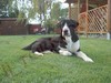 STORIE DI CANI - ARC 4